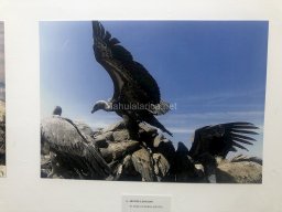 Exposición de aves de la comarca